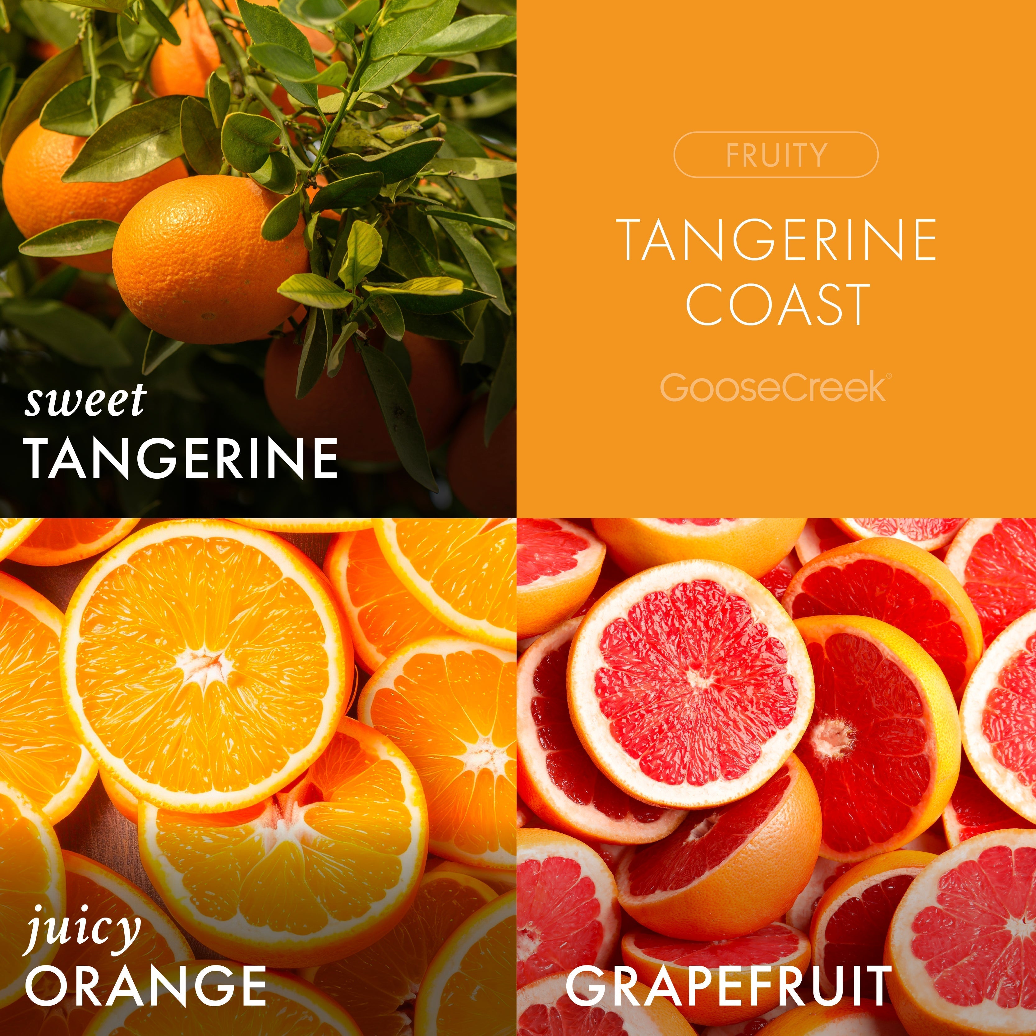 Tangerine Coast 3-Wick Candle